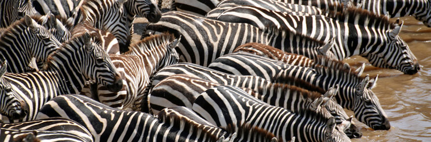 EAC Zebra Kenya