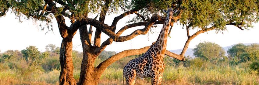 SADC Giraffe In Zambia