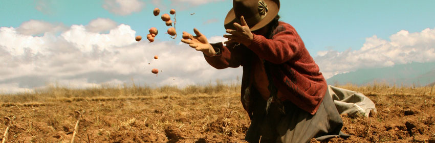 POTATO HARVEST IN THE ANDES