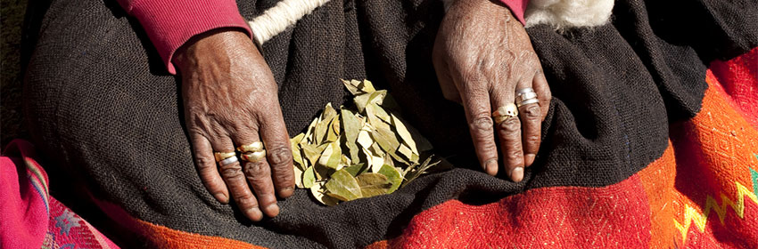 Coca Leaves Peru South America