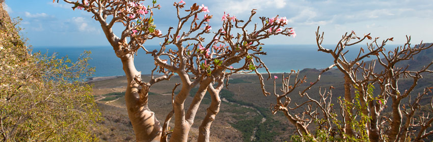 YENEN Desert Rose Tree