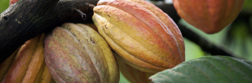 Cocoa fruit on a tree