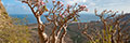 YENEN Desert Rose Tree