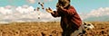 POTATO HARVEST IN THE ANDES